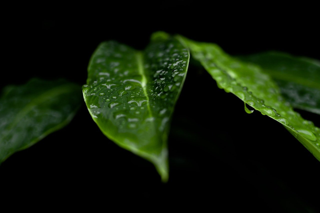 leaves